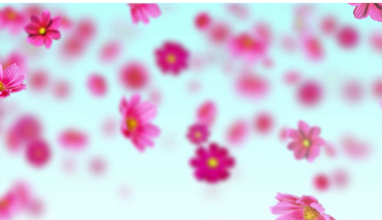 Abstract blurred pink flower petals, decorative background for Brampton Women's Clinic blog.